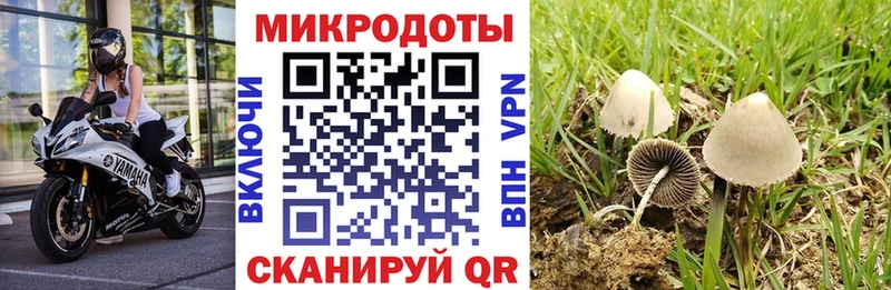 shop Telegram  купить   Анадырь  Галлюциногенные грибы Cubensis 